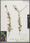 Foto von Salix triandra subsp. amygdalina (L.) Schübl. & G. Martens